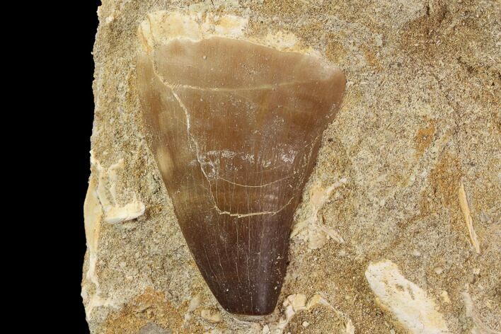 Mosasaur (Prognathodon) Tooth In Rock - Nice Tooth #91355
